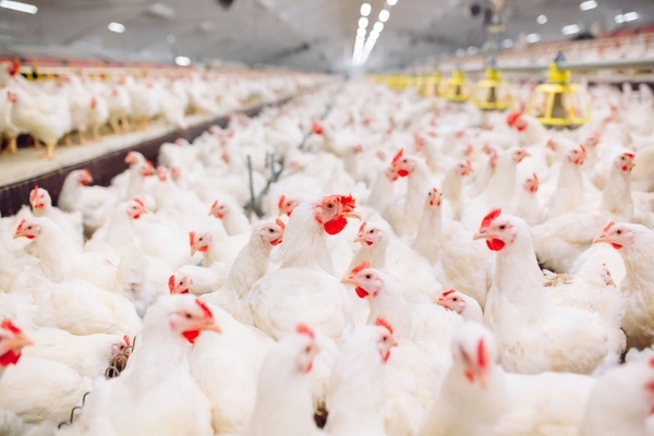 Image Chickens in close proximity.