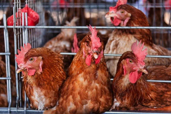 Image Caged hens.