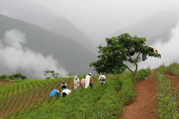 Image Aymara Women harvesting coca leaves on hill