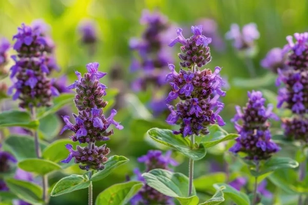 Image prunella vulgaris plant