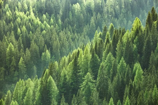 Image pine tree forest