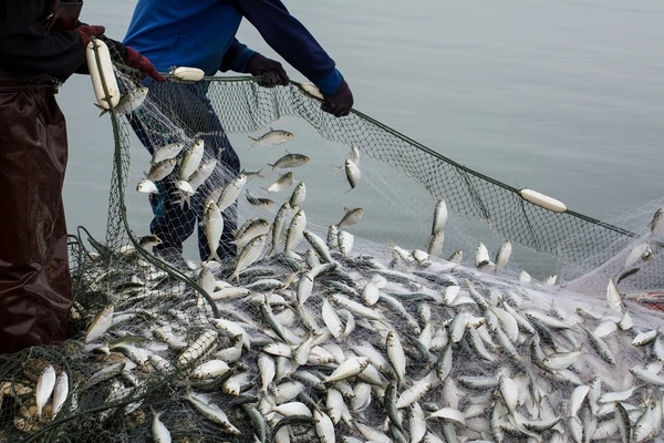 various small fish in a net held by two male hands