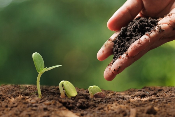 Image Farmer planting seeds.