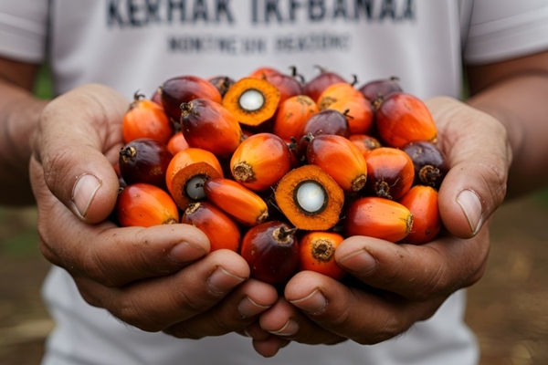 Image Palm Oil.