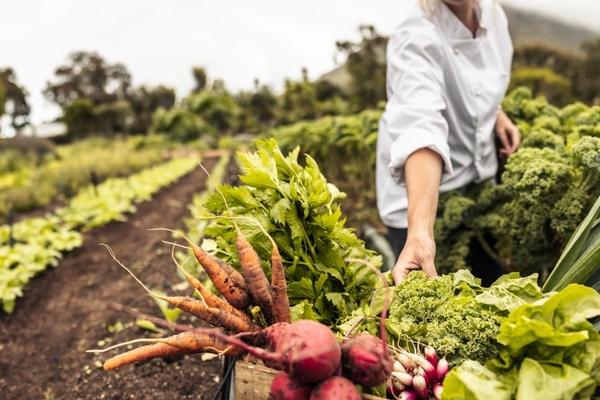 Image Organic farm.