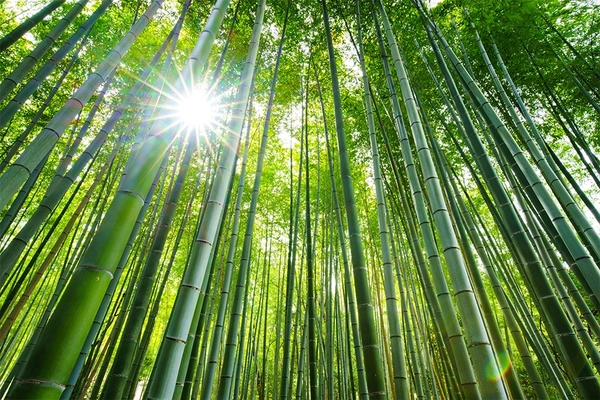 Bamboo forest