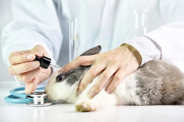 Image A rabbit having a dropper put into its eye.