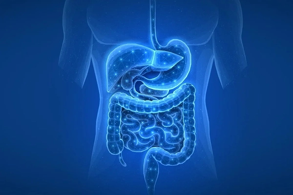 Diagram of digestive system