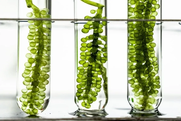 Three tubes with green plants in them.