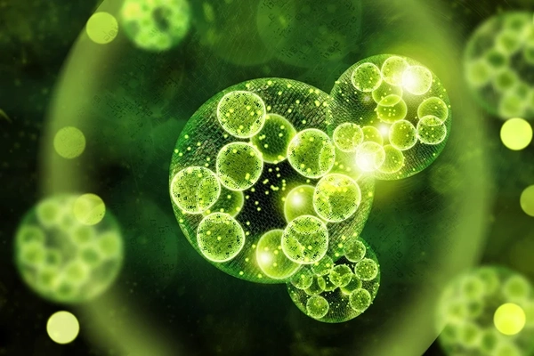 Chlorella under microscope Chlorella under microscope