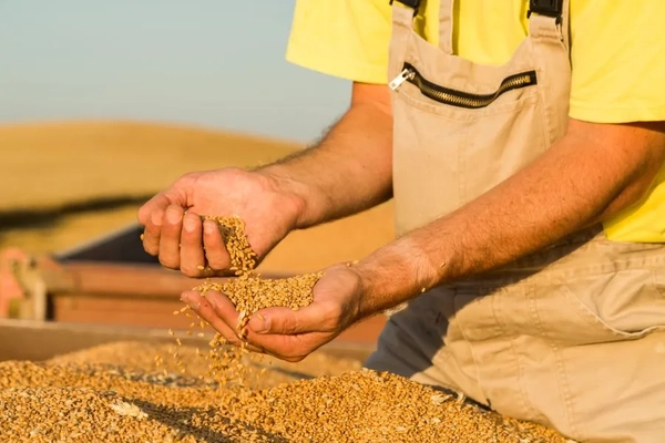 farmer harvesting grains