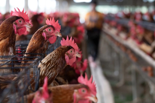 Image Cage farming.