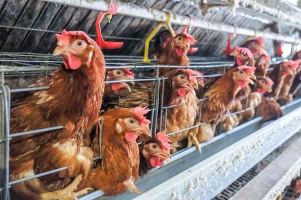 Image Chickens in cages.