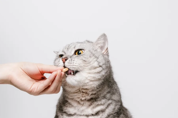 M2 Anchor pet mushrooms Woman gives pill or vitamin for cat