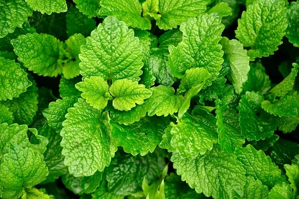 Lemon balm leaves