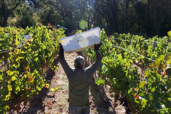 farmer in vineyard farmer walking with container in vineyard