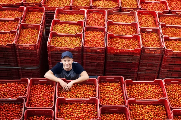 young man with boxes of tomato crates young man standing with boxes of tomato crates