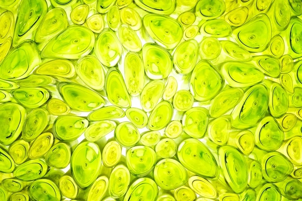 Plant stem cells Plant stem cells