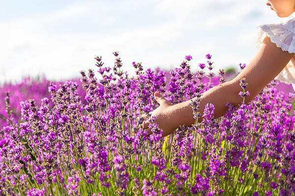 A hand touching flowers in a field.