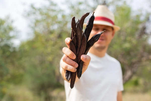 Farmer with carob plants. Farmer with carob plants.