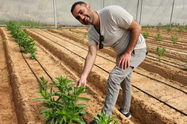 man in white shirt in field of safflower plants