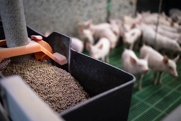 Image Close up view of pig feed granules and piglets in background.