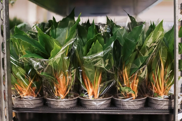 Image potted plant range with plastic covering