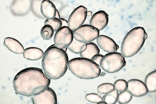 Yeast under a microscope Yeast under a microscope