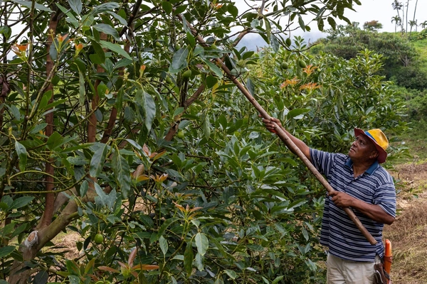 Image A man harvesting plants with long scissors.