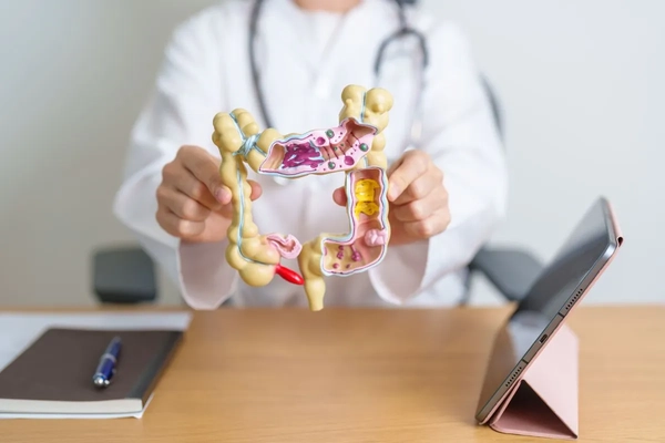 Image doctor holding model of digestive tract