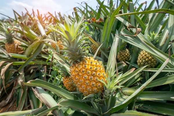 Pineapple plants growing together
