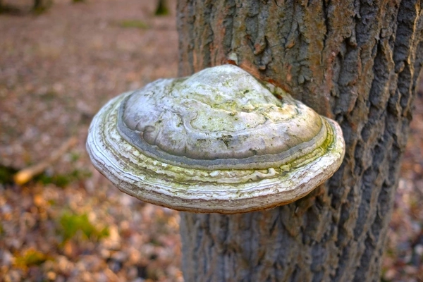 Agarikon fungus growing on a tree trunk Agarikon fungus growing on a tree trunk