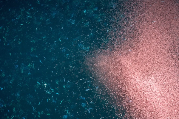 Image Krill in the ocean