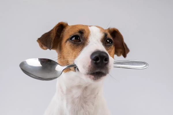 Dog chewing on a spoon
