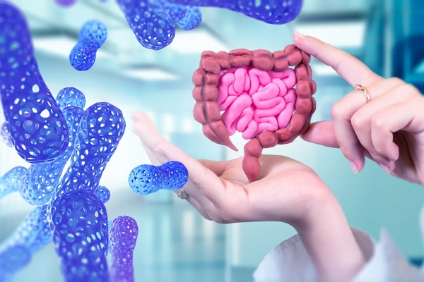 Image hands holding intestinal model next to graphic image of bacteria rods