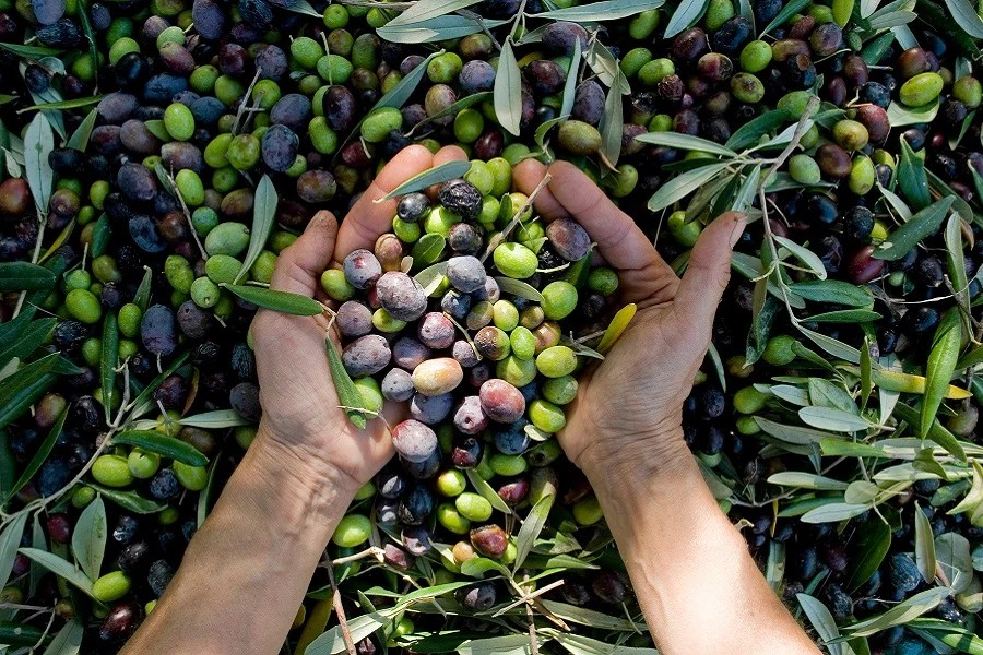Virgin olive oil may boost cognition by diversifying gut bacteria, study finds