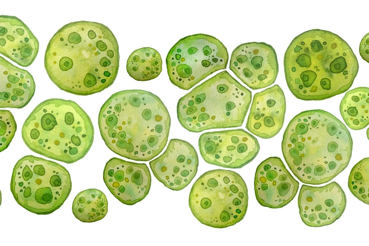 Chlorella Protein Integration in Condiments: Nutritional Upside, Formulation Challenges