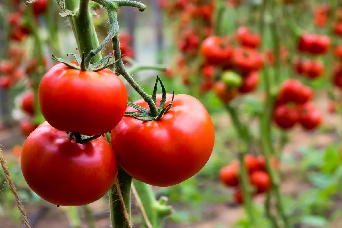 Photo: nutritioninsight.com Tomato Compound Phytoene May Protect Against Fatty Liver Disease