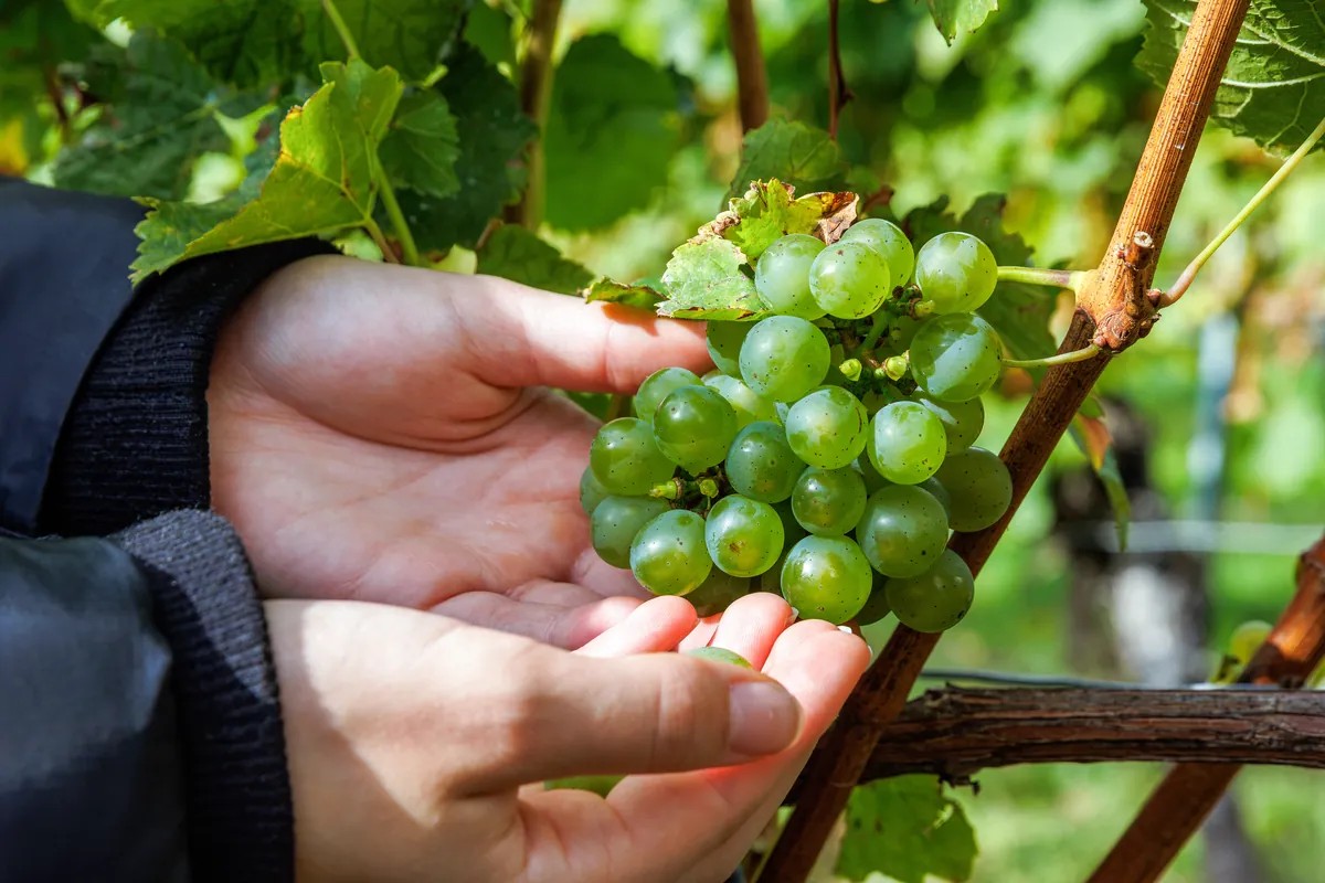 Kirin and RIKEN target heat and drought resilience in wine grapes
